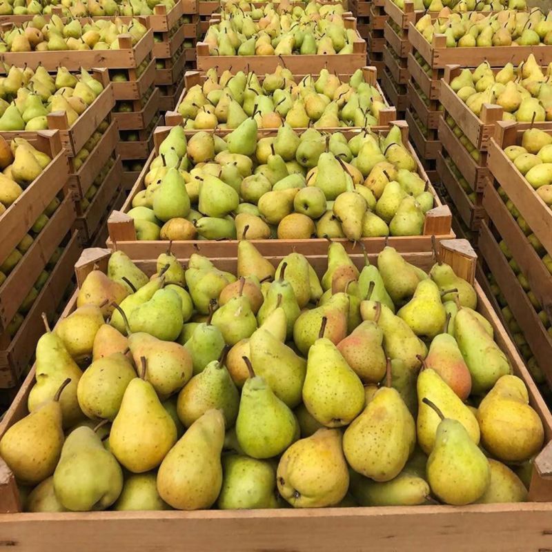 В Кировскую область завезли крупную партию турецких груш