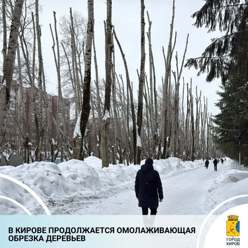 В дирекции благоустройства города Кирова пояснили ситуацию с обрезкой тополей на бульварной части ул. Производственной от ул. Московской до ул. Воровского