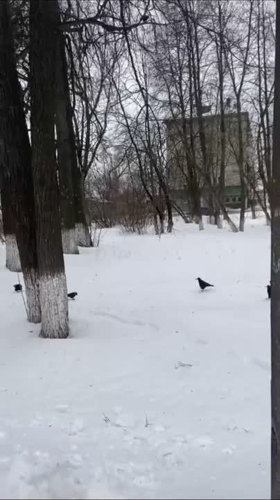 В Котельниче замечены грачи - вестники весны