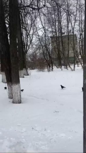 � ���������� �������� ����� - �������� �����