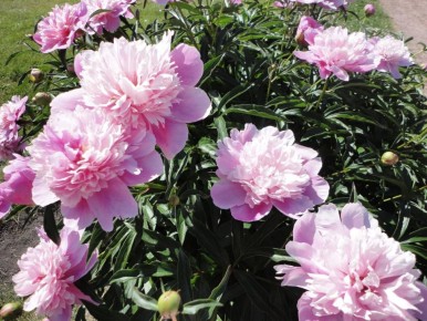 ��� �������� ���������� ����: ������� ������ � �������