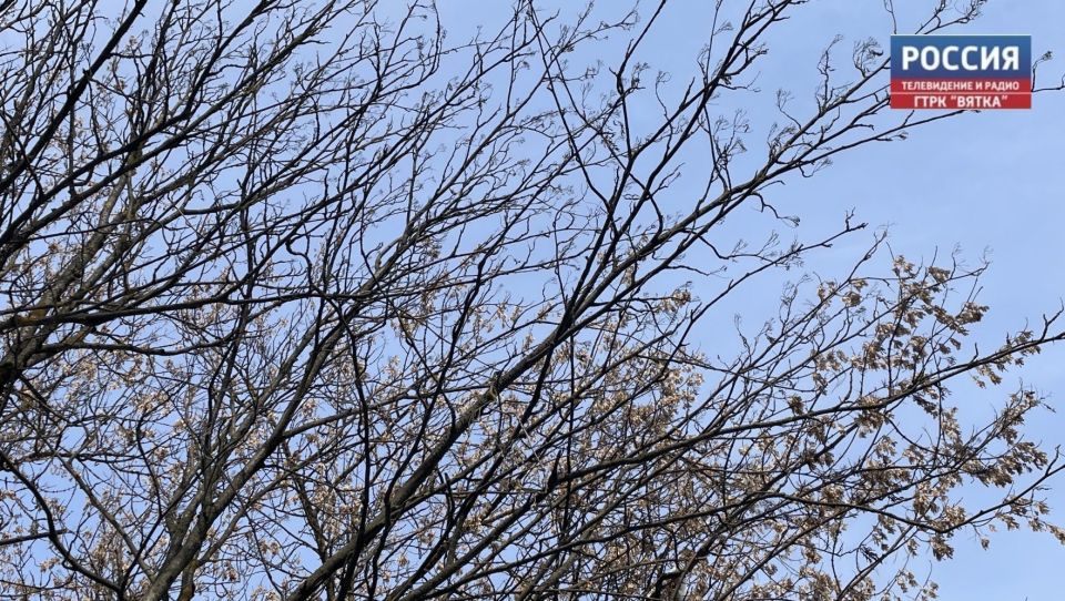 В пятницу, 13 марта, в Кировской области прогнозируют переменную облачность с прояснениями без существенных осадков, днем возможен небольшой дождь, сообщили в региональном Центре по гидрометеорологии и мониторингу окружающей...