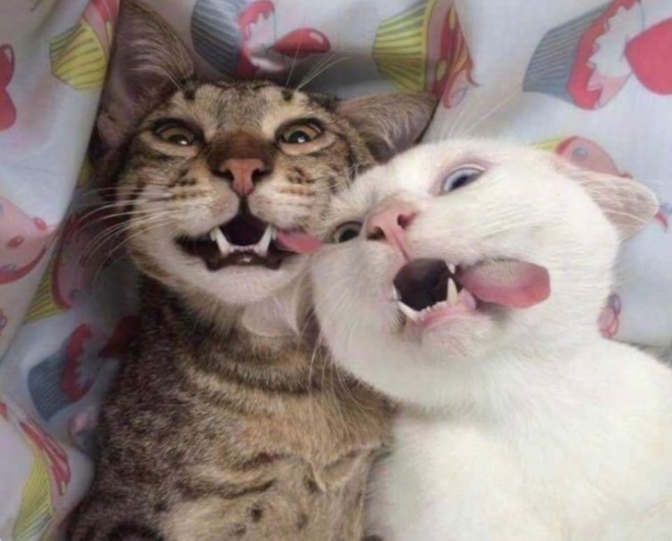 Кошки в Сети: забавные моменты, которые точно поднимут настроение