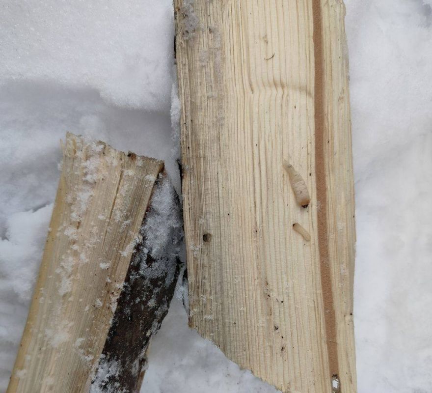 Опасных вредителей нашли в партии леса из Кировской области