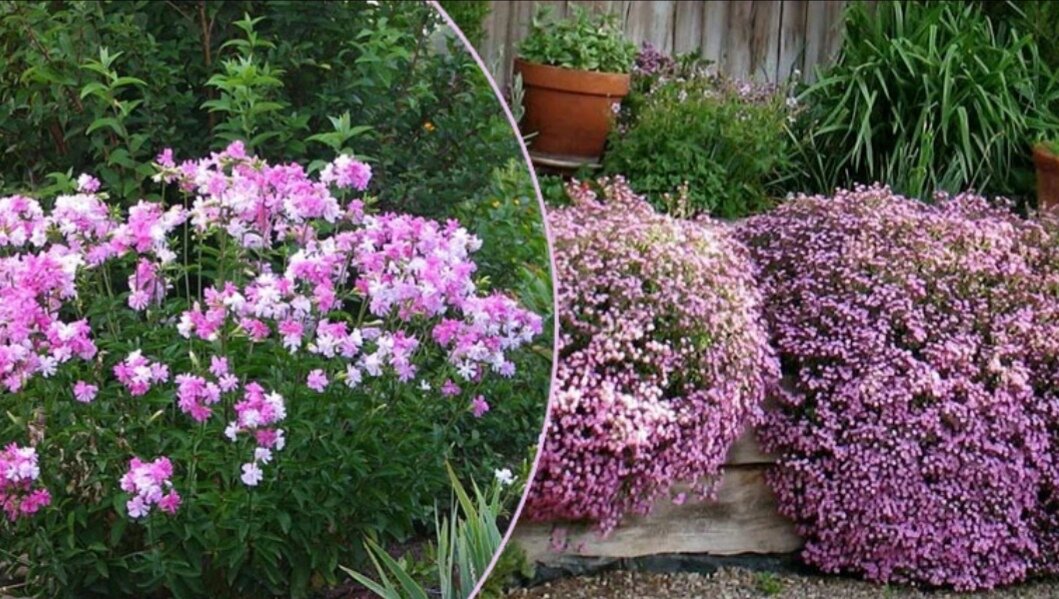 Мыльнянка: Уникальное цветущее растение для вашего сада