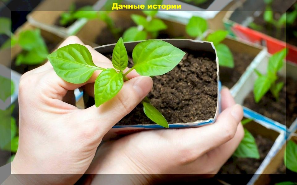 Ответы на актуальные вопросы начинающих дачников: советы и подсказки