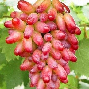 �������� ��������� �������: ��� ��������� ������� ��������� �� ����� �������