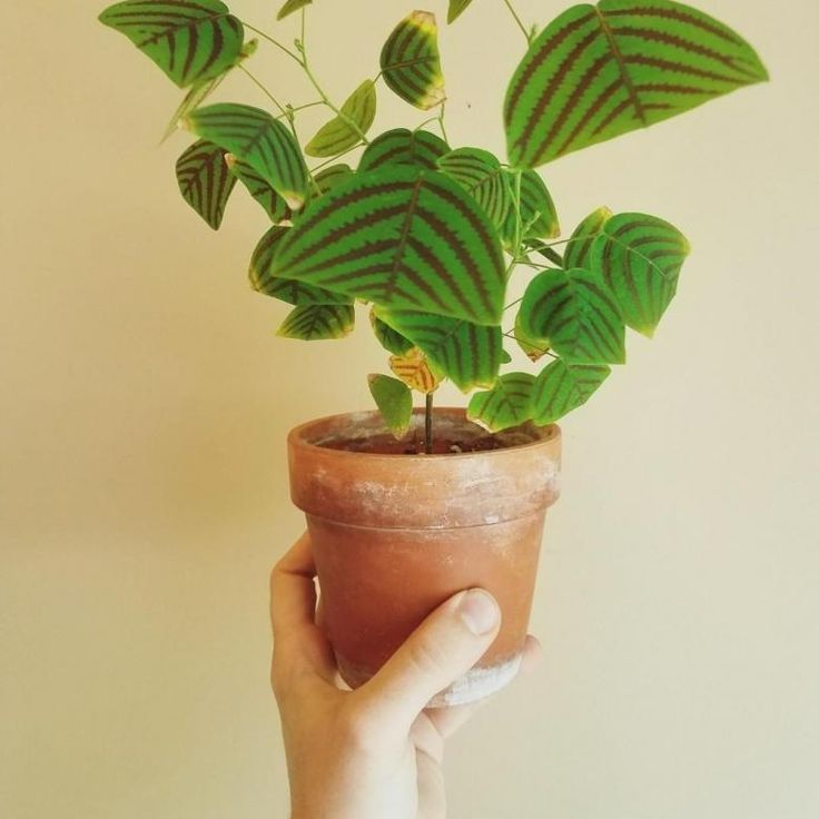 Кристия полусерцевидная: Уникальный тропический акцент для вашего интерьера