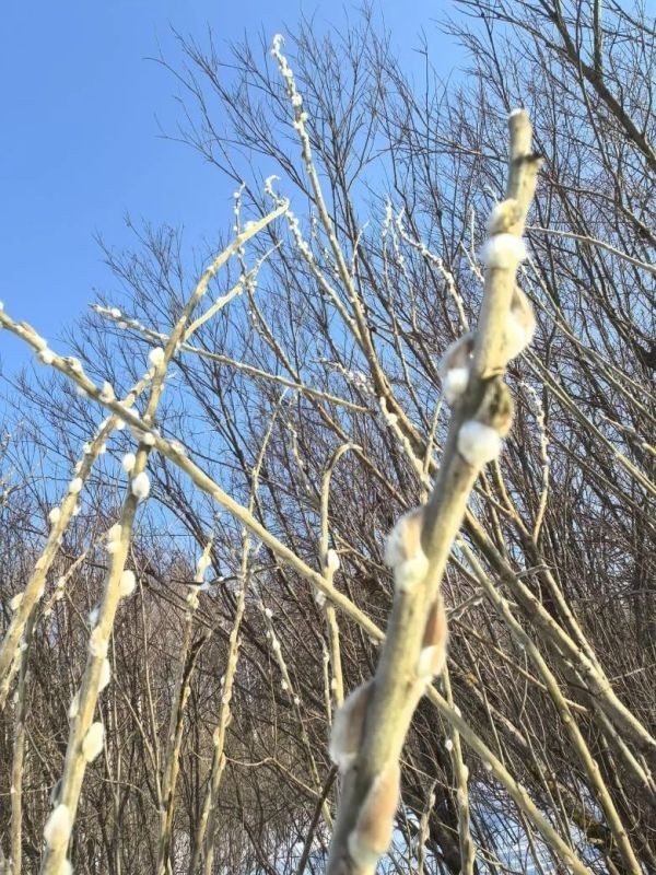 Распушилась первая верба.. фото И.И.Вараксина, лесничего Чистопольского участкового лесничества Котельничского лесничества/Кировлесцентр
