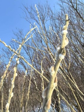 ����������� ������ �����.. ���� �.�.���������, ��������� �������������� ����������� ����������� �������������� �����������/�������������