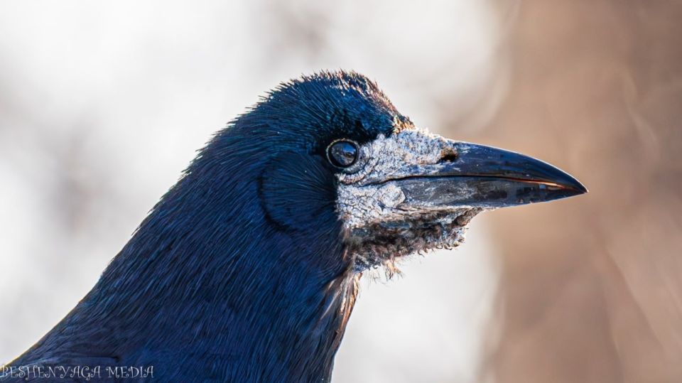 ����� ���������.. ������������� �����