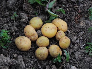 Парадоксы картофельного потребления: взгляд на Белоруссию и Бельгию