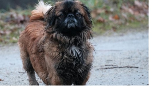 Судебные перепетии: женщина отчаянно боролась с несправедливым штрафом за собаку