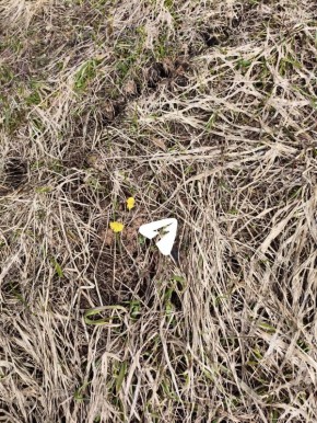В Кирове зацвела мать-и-мачеха