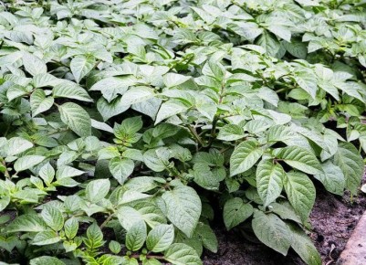 Как получить максимальный урожай картофеля на маленьком участке