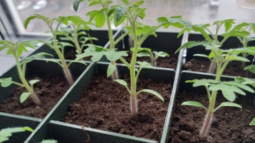 Как добиться 85% всхожести томатов зимой в квартире