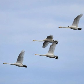 ��� ������� ������� ������ �������