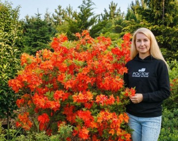 ������ ��� ��������: �������� ������������� � ���