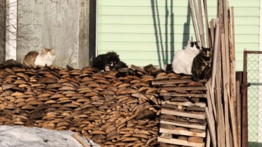 �������� ������ ��������� ��������� �����