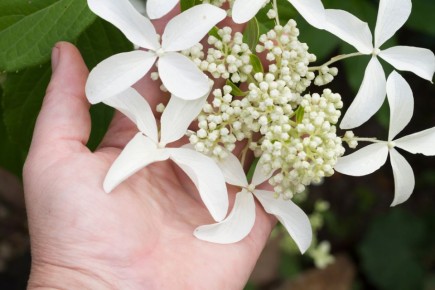 Гортензии, которые сделают ваш сад неповторимым