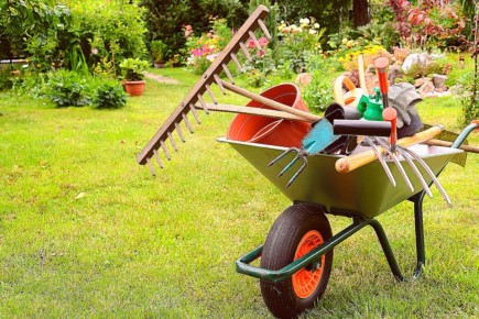 Неприятные сюрпризы для дачников: штрафы за американский клен