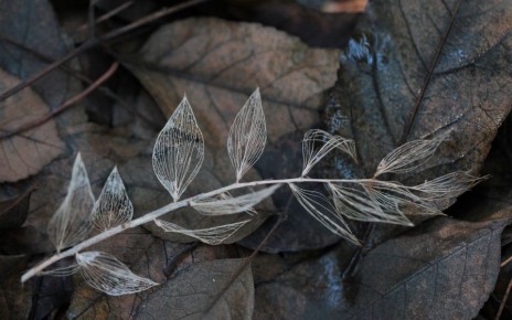 Удивительное искусство скелетирования листьев: создайте кружево природы сами