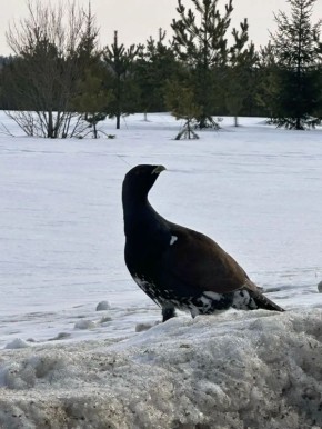 ������� ����������� ���������� �����������