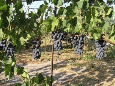 Виноград Страшенский: секреты и особенности популярного сорта