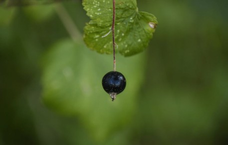 Как повысить урожай смородины: причины и решения