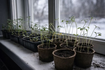 Поспешность с рассадой: как не ошибиться в начале сезона