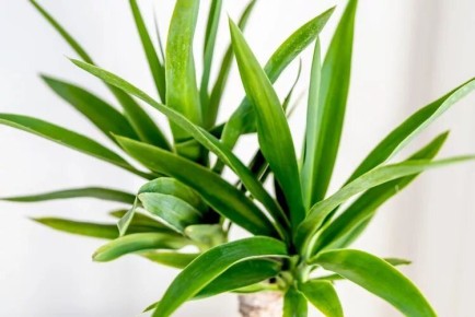 Слоновая юкка: идеальное растение для стильного интерьера