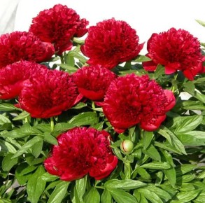 Секреты ухода за великолепными пионами: от выбора до цветения