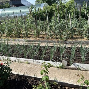 Как добиться потрясающего урожая кабачков и огурцов с использованием озёрного компоста