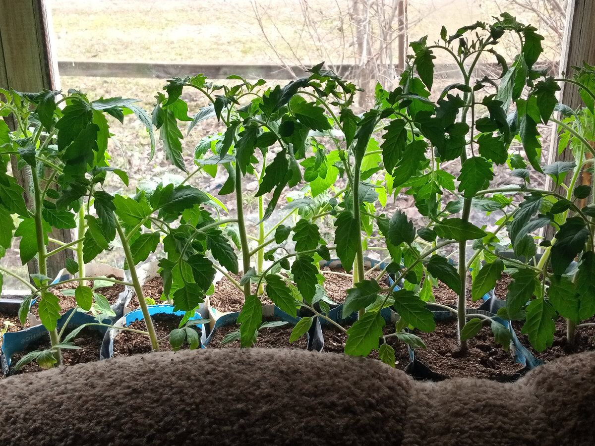 Как спартанские условия помогут вашей рассаде томатов дождаться тепла