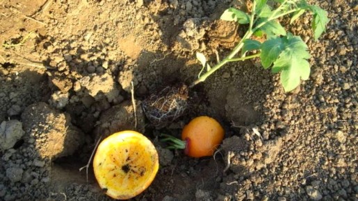 ��� ������������ ����� ������� ������ � �������� ������