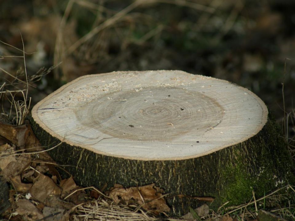 ������ ������� ���������� �� ��� �� �������