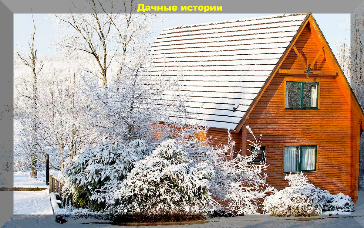 Декабрьская забота о растениях: что нужно знать садоводам