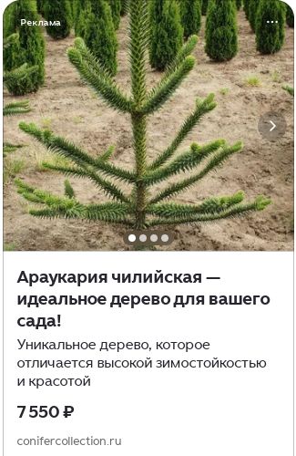 ����� ������������� ����� ���� ���: ������ � ��������� ���������