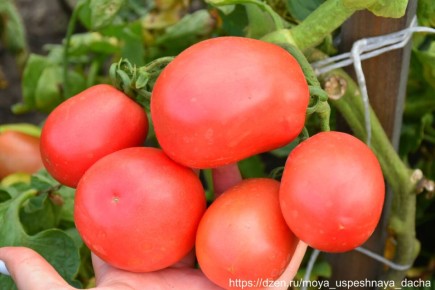 ������ ��������: ��������� � ����� �������