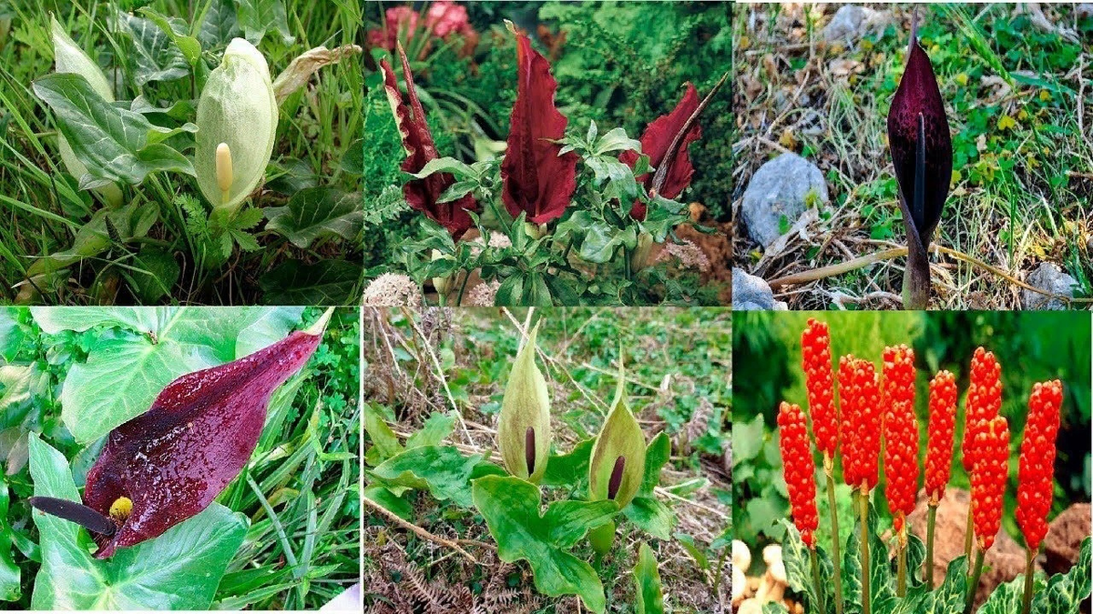 Чёрный Аронник: загадочное растение, которое потрясёт ваш сад