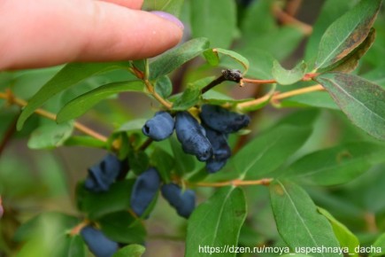 ���� �� ����������: ��� ������������ ����� ����� ����� ������