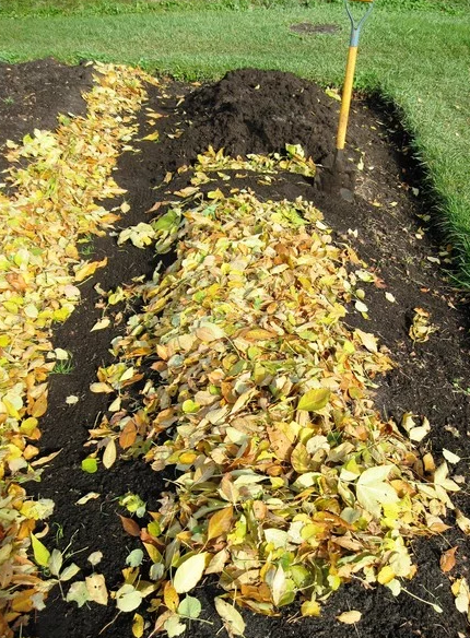 Тайны рыхлой почвы: как всего за два дня подготовить огород к весне