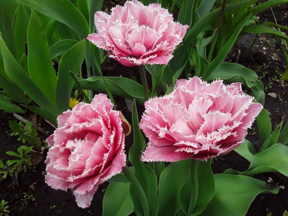 �������-��������� ���: ������ ��������� �������� �� ����� ��������� ��� �����������