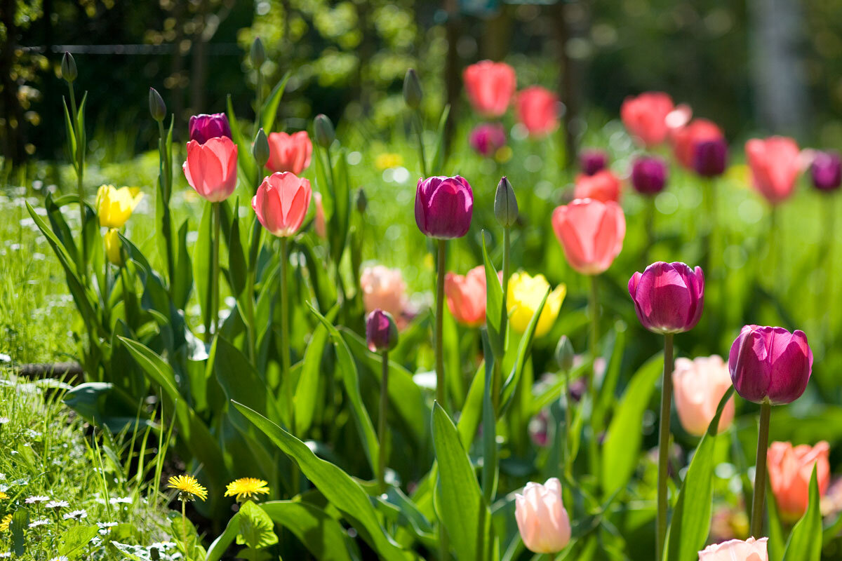 Секреты ухода за тюльпанами: как вырастить крупные цветы на следующий год