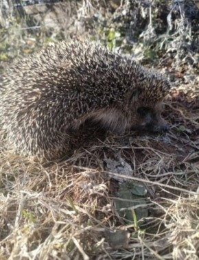 В вятских лесах проснулись ёжики