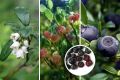 Мир черники: ботаника, преимущества и секреты ухода