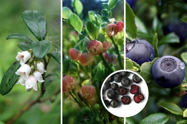 Мир черники: ботаника, преимущества и секреты ухода