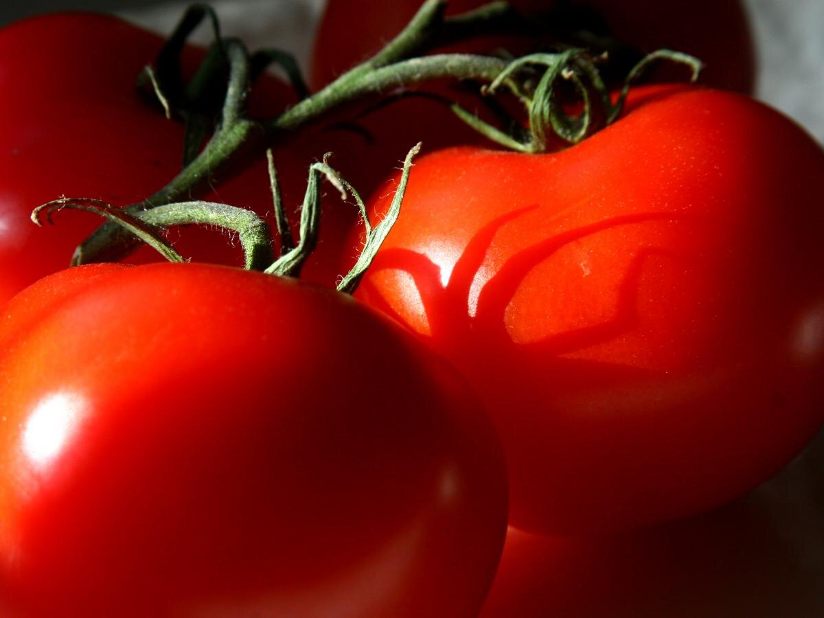 Секрет французских дачников: как крапива помогает вырастить сочные помидоры