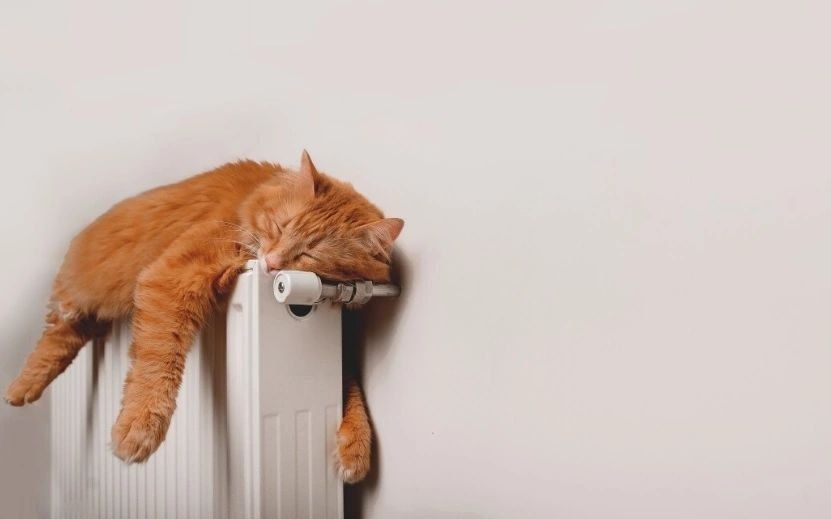 ����� 600 ��� �� ���� ������������ ��������� � ��� �� �������� � ����������