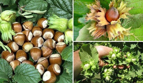 Неприхотливые деревья для дачи: красота без хлопот